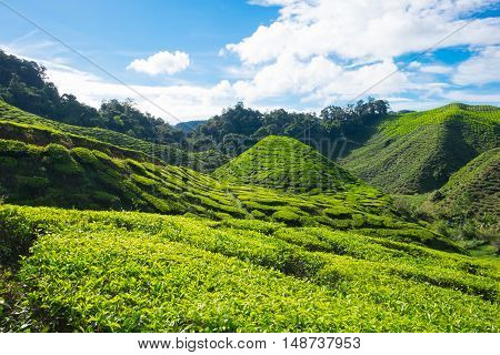 Slope green mountain of tea plantations with blue sky in Cameron Highlands Malaysia.