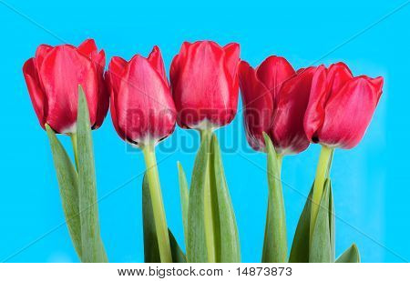 Tulipaner