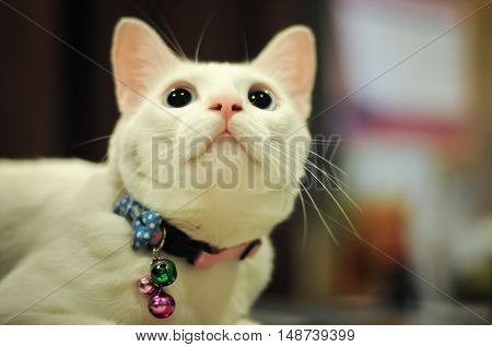 Siamese white cute cat  looking up something