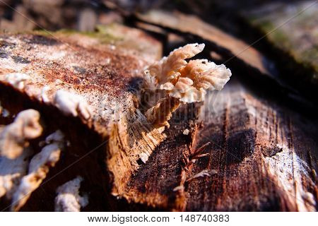 Schizophyllum commune is a kind of edible fungus