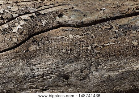 rough old wood texture with cracks