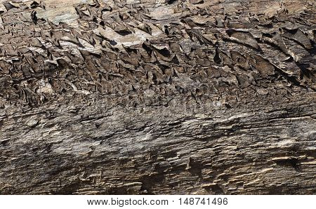 rough old wood texture with cracks