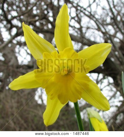 Daffodil_Narcissus