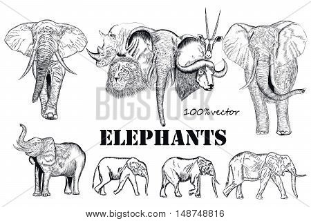 Collection of vector hand drawn elephants in engraved style for design