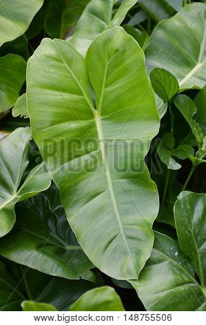fresh green Philodendron leaves in nature garden