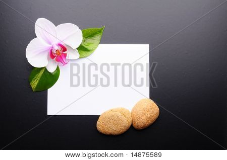 스파
