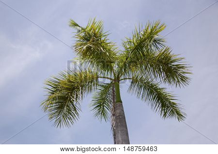 close up Areca palm tree in nature garden