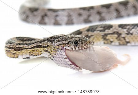 corn snake eating mouse in front of white background