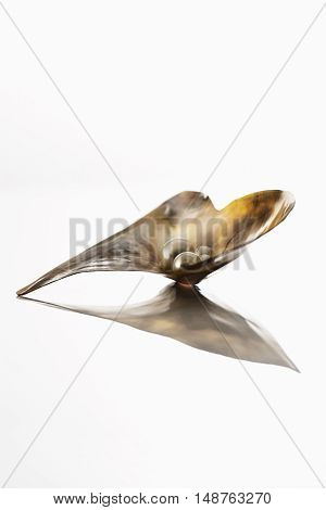 Oyster shell with pearls on white background