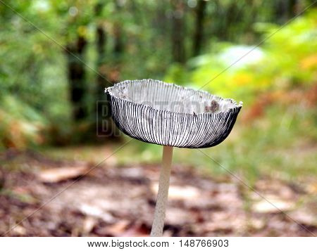 Pleated Inkcap (Parasola plicatilis) sometimes known as the Little Japanese Umbrella, growing on a woodland path