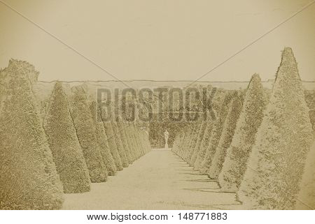 conical hedges lines and lawn, Versailles Chateau, France. Vintage painting, background illustration, beautiful picture, travel texture