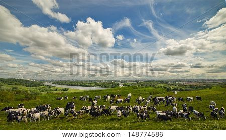 Cows on pasture grazing near the town.