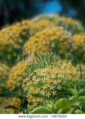 Buah Karang skov Blossom
