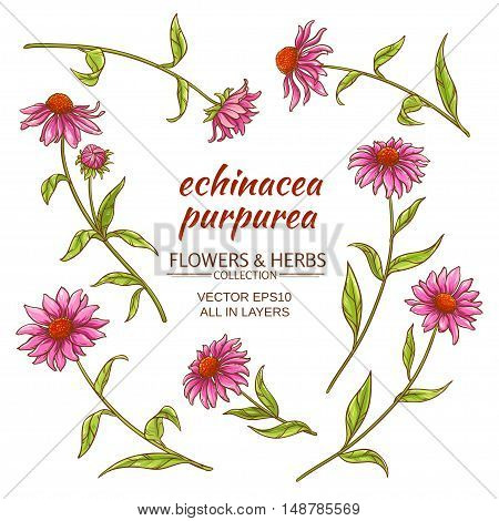 echinacea purpurea vector set on white background