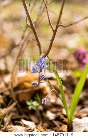 unblown wild growing squill (Scilla bifolia) blue early spring flower