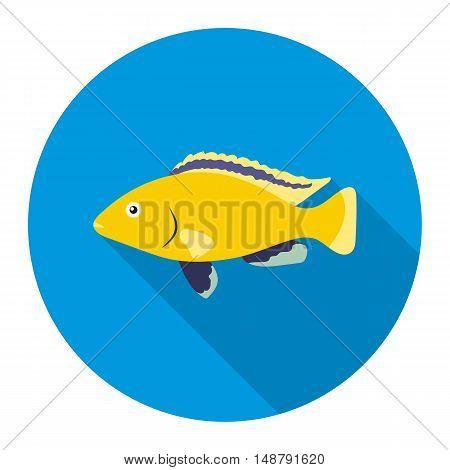 Cichlid hummingbird fish icon flat. Singe aquarium fish icon from the sea, ocean life flat.