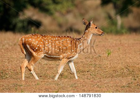 Female spotted deer or chital (Axis axis), Kanha National Park, India