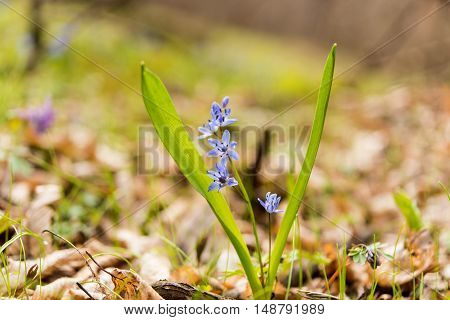 unblown wild growing squill (Scilla bifolia) blue early spring flower