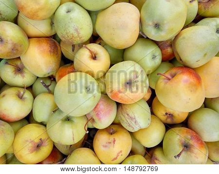 Lots of Green Yellow ripe apples background