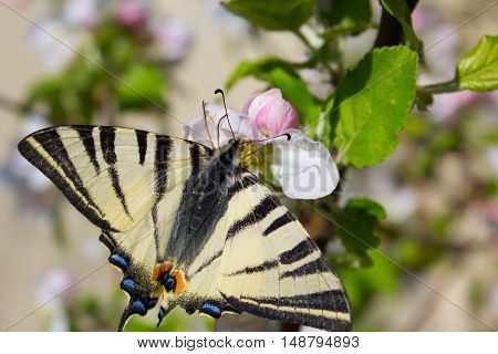 butterfly drinking nectar on white flowers. Close up butterfly and apple tree flowers. Close up of butterfly on white-pink blossom apple tree