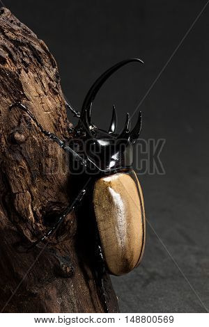 Five-horned Rhinoceros Beetle