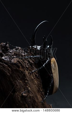 Five-horned Rhinoceros Beetle