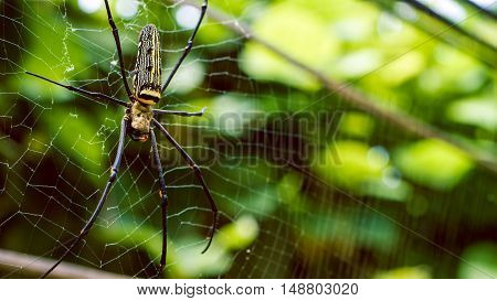 female Golden Web Spider Nephila pilipes . Thailand.