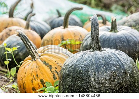 Close up photo of ripe pumpkins in the field. Autumn harvest. Agricultural theme. Halloween symbol. Vibrant colors.