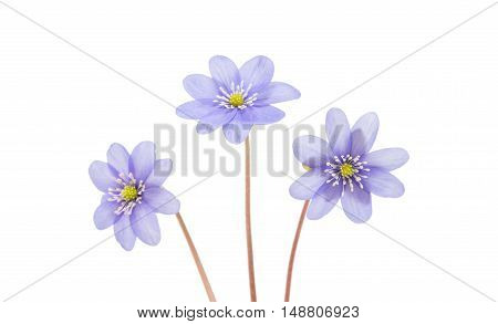 blue Hepatica nobilis isolated on white background