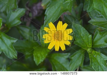Beautiful yellow Compositae Singapore daisy Climbing wedelia Creeping daisy flower with green nature background. wildflower in summer tropical seasons.