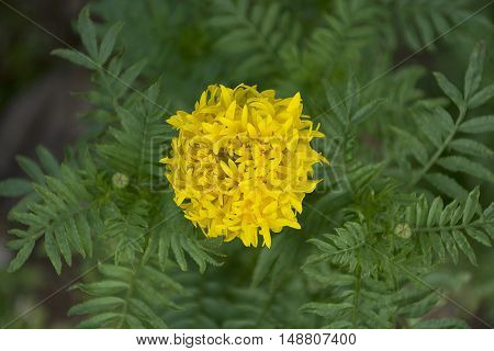 beautiful yellow Marigold/Calendula flowers texture/background. golden color blooming.