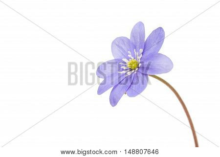 blue Hepatica nobilis isolated on white background
