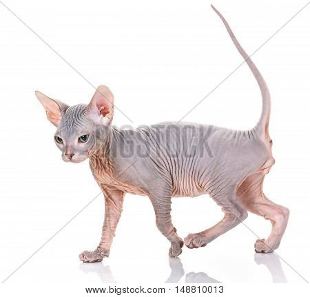 Bald cat. Cat of breed sphinx. Naked cat. A kitten without wool.