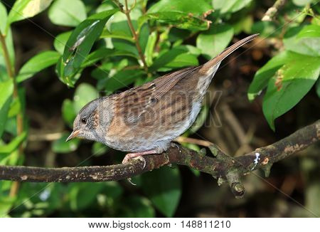 Close up of a Dunnock perched on a branch