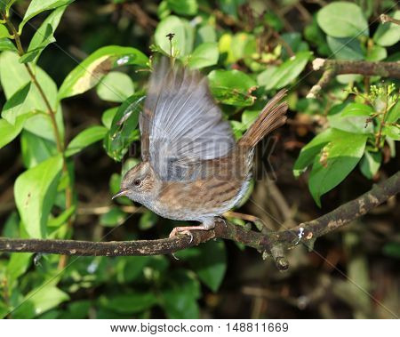 Close up of a Dunnock perched on a branch