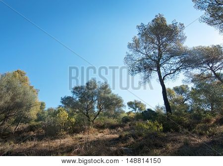 Fresh Bellver Forest