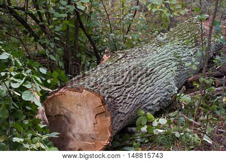 Total deforestation, cut forest, felling, roundwood, trunks Oxygen reduction climate change