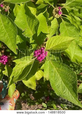 Purple Beautyberry (callicarpa Bodinieri)