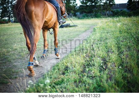 horse with rider is on the path field, space for text. equitation.