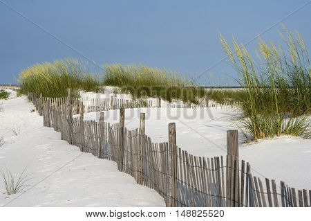 Sand fence among ripe sea oaats helps prevent erosion in dunes on Santa Rosa Island in Pensacola Florida.