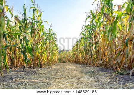 Corn plants on farm field in village