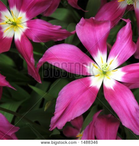 Tulipstars