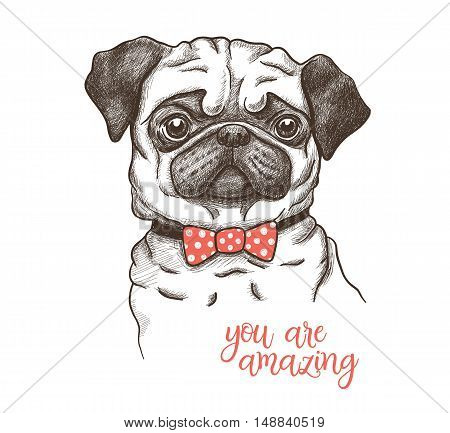 Vector illustration of a hand drawn funny fashionable pug
