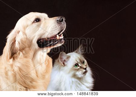 Cat and dog, siberian kitten and golden retriever looks at right.