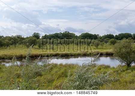 Wild lake in grass and forest under white clouds
