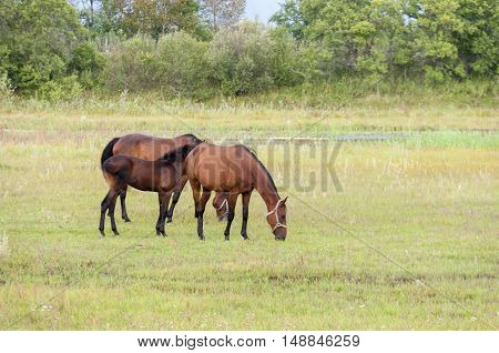 Horses grazing in the pasture summer day