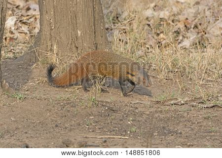 Striped Necked Mongoose in the Forest in Nagarhole National Park in India