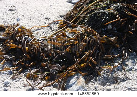 This is an image of seaweed and white sand at Asilomar Beach
in Pacific Grove, California.