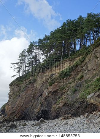 Forest upon rocky beach cliff seascape photographed at Amroth in Pembrokeshire