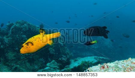 Beautiful colored boxfish flowing in Indian ocean